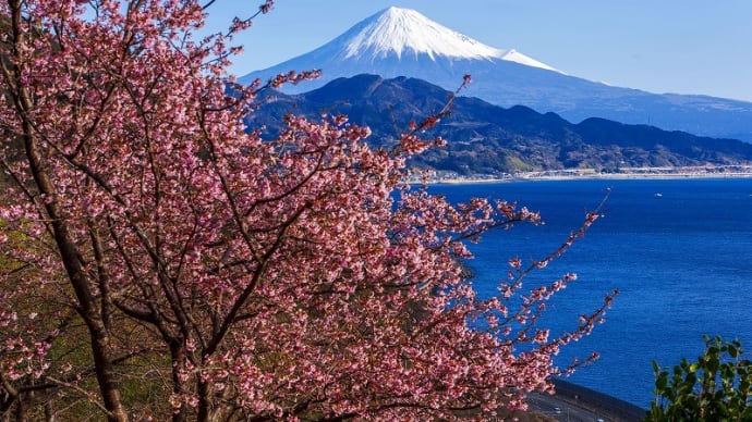 薩堆峠の満開桜