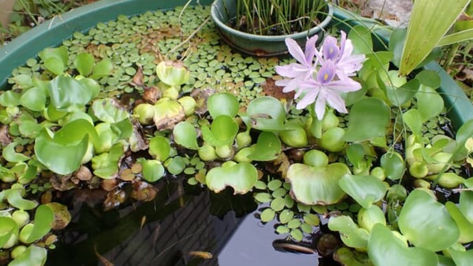 ホテイアオイがやっと開花