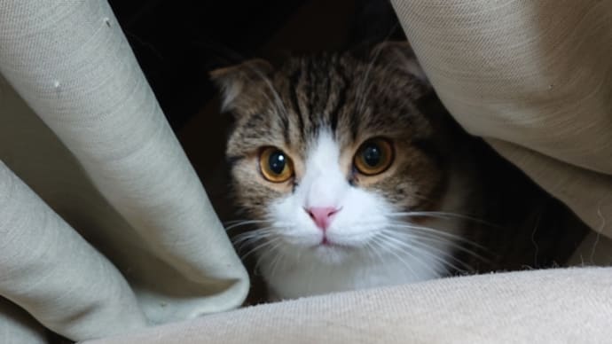 世界猫の日😺