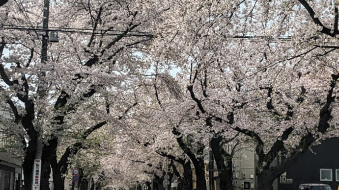 ネックレスロード の オオヤマザクラ、桜林公園、弘前公園 2022年