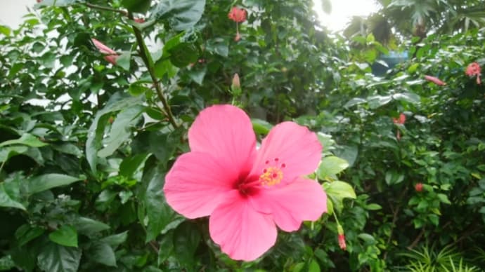 お花撮影大会