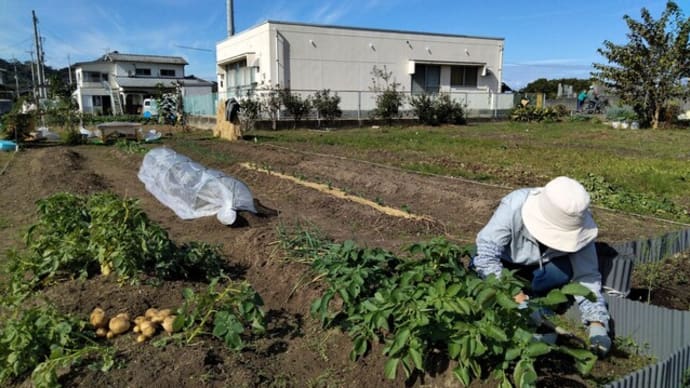 秋ジャガイモの収穫♪(11月11日)