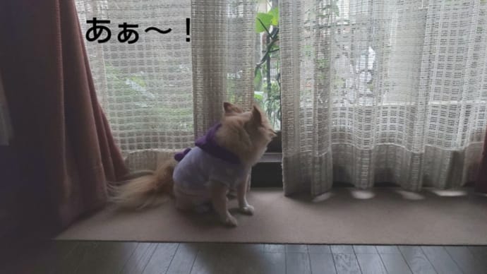 雨ばっかりやわ!