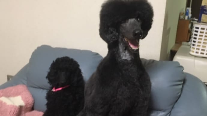 オディール&ノワ