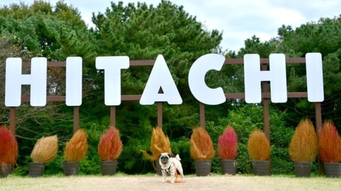 ひたち海浜公園 コキア