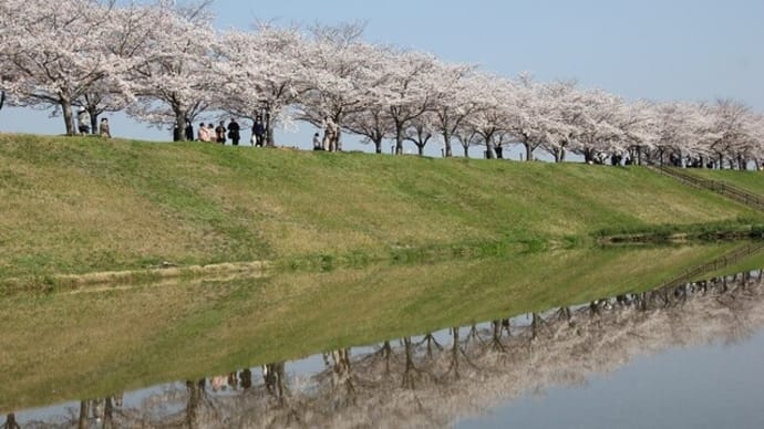 おの桜づつみ回廊