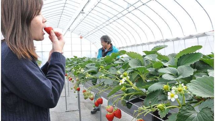 滋賀県アグリパーク竜王 いちご狩り開園中