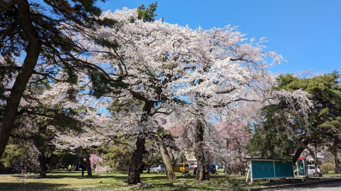仙台は桜が満開