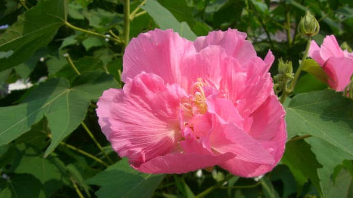 粋芙蓉 清楚な顔からよっぱらいに