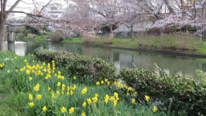 寒くて桜が進まない?