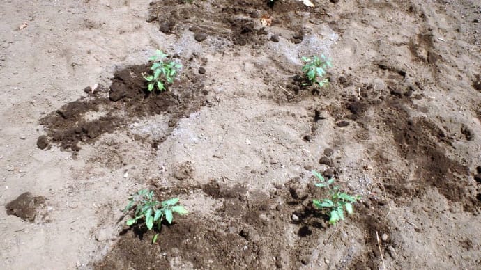 トマト苗の定植とルバーブ収穫
