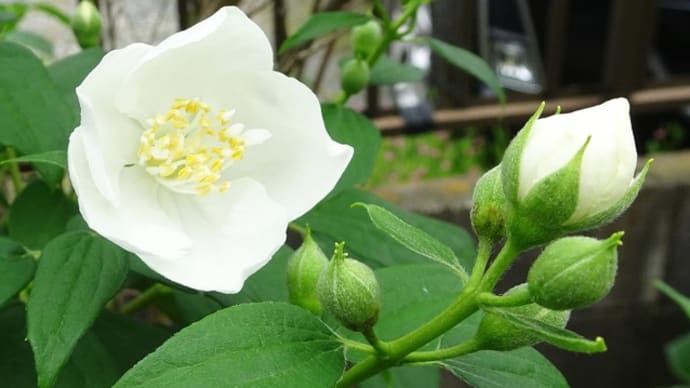 卯の花の匂う垣根に・・・夏は来ぬ