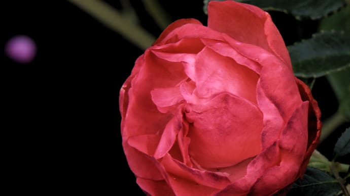 ロイズ本社の秋の薔薇5-2