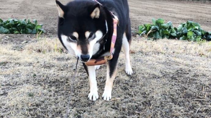 みかんと綱引き