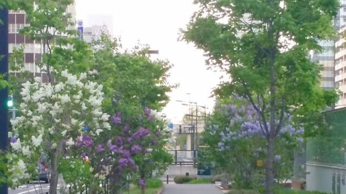 札幌・街の一コマ　：　スズラン＜札幌にて春花を楽しむ＞