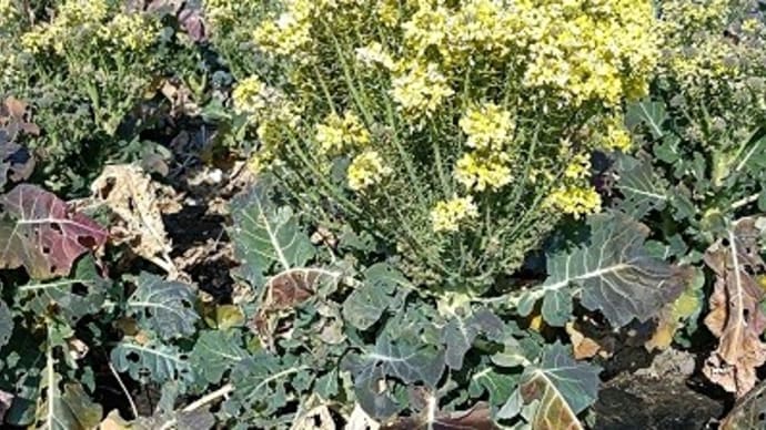 春の花・華コレクション2023/大根は花で御仕舞