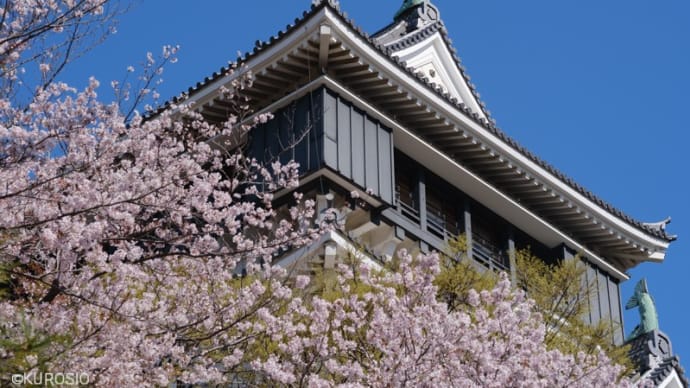 2022年 小倉城の桜を撮る X-Pro3 X100V
