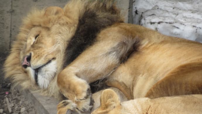 動物園はじめ2025