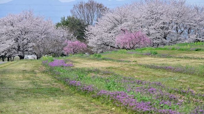 大室公園の桜