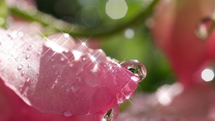 スイートピーの花びらで煌めく水滴