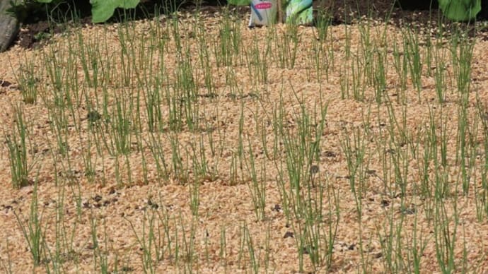 太陽熱土壌処理した畝でのマツモトイッポンネギ苗の栽培 2021　その後（2021/09/30）
