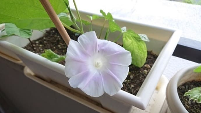 早くも開花!