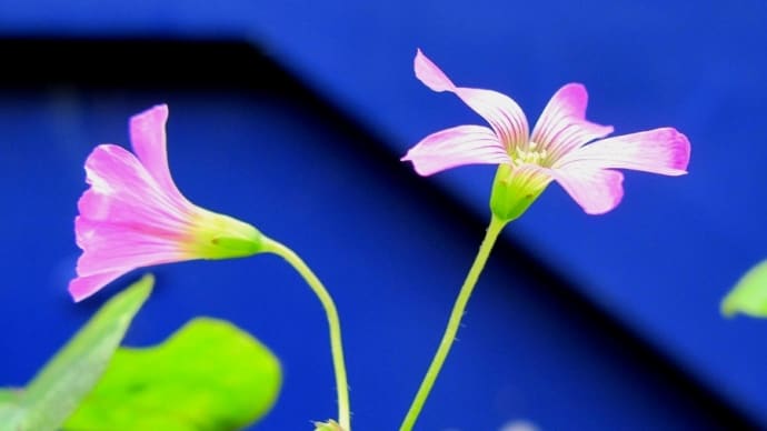 小さな花に目がとまる