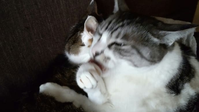眠れますように