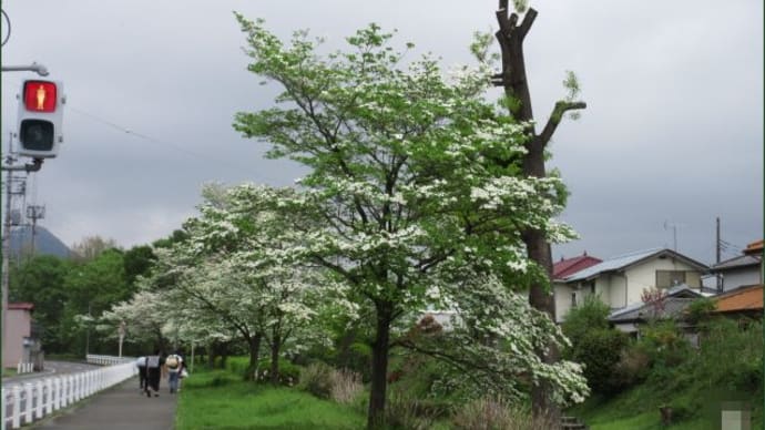散歩:花