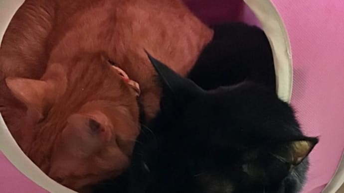 ちょっと狭い猫のテント