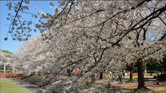 「深谷グリーンパーク」の 桜とチューリップ