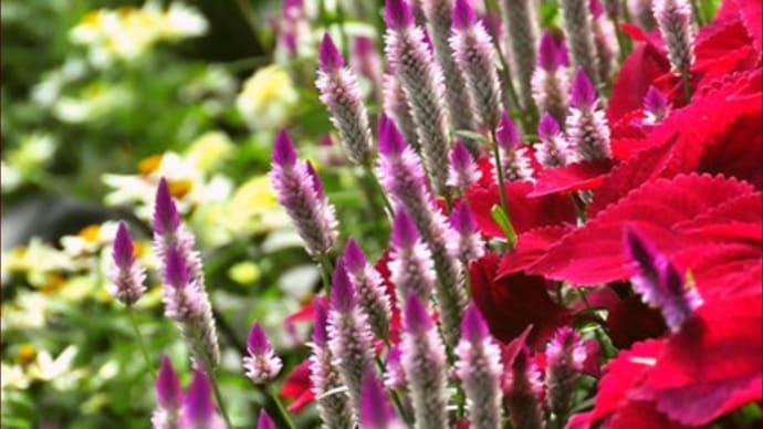 花たち