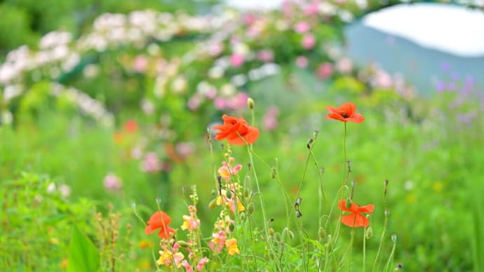 雨の日のお花
