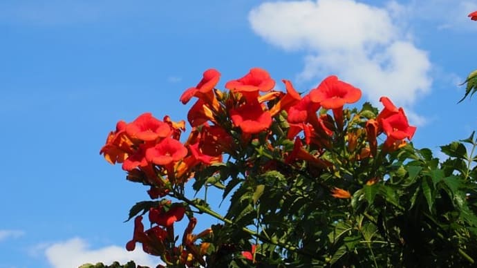 夏空に映える花たち