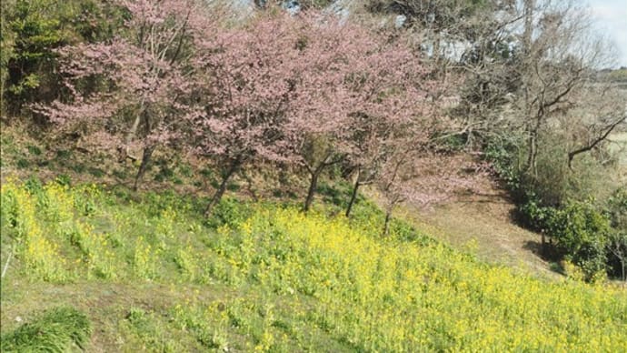 河津桜が満開で～す。