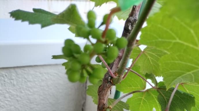 デラウェア✨🍇ちょっと大きくなってきた❤