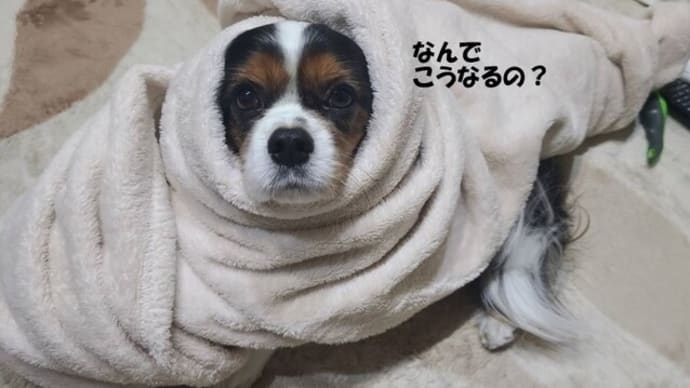 なんでこうなるの?