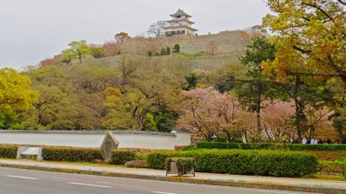 丸亀城 と 桜