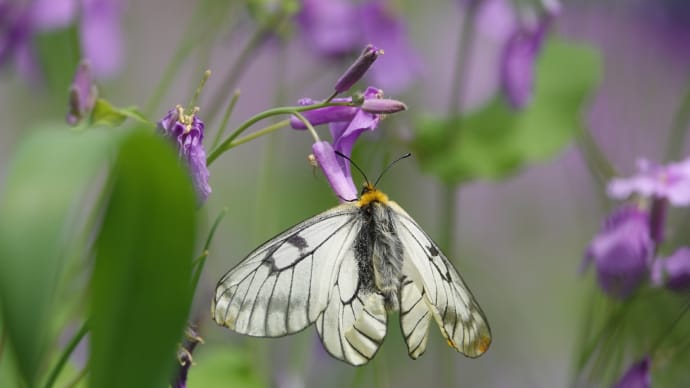 ウスバシロチョウ、花のなか