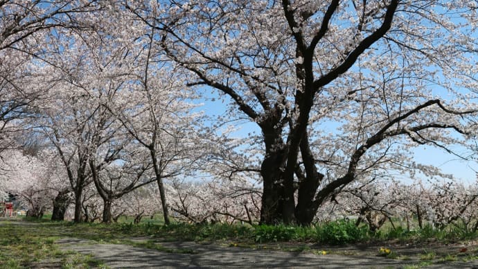 春景色 2025 (2) 伏見稲荷の桜