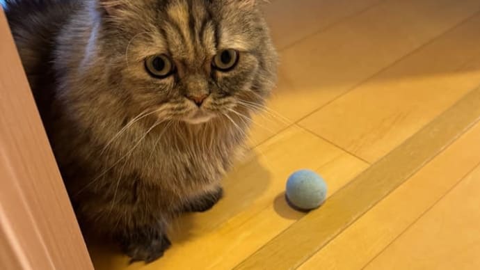 フードが合わない?