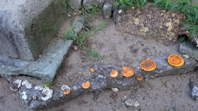 栗鼠の腰掛け?