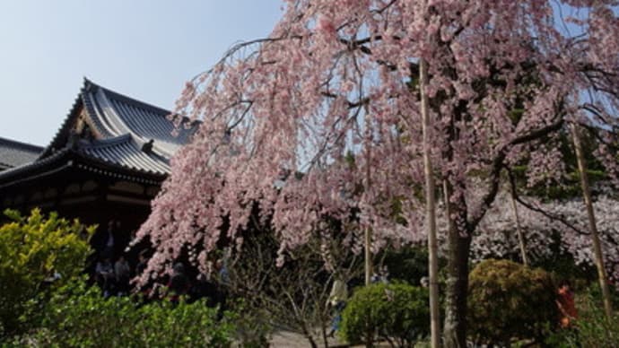 法金剛院の桜　＠　京都妖怪探訪（６１４）