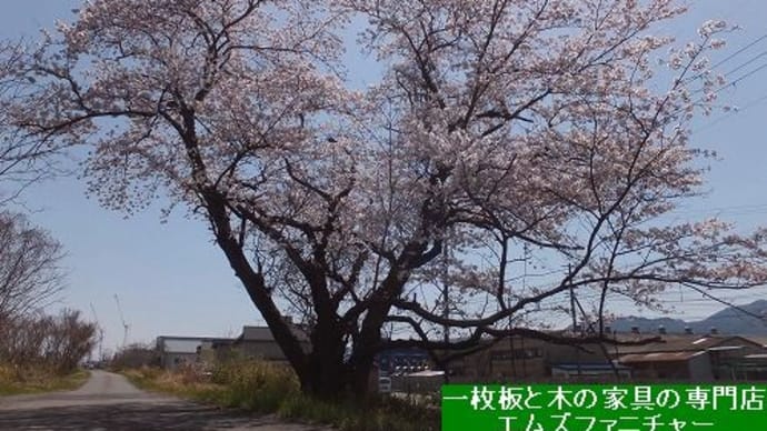 １５１２、春ですね。店の近くの一本桜 ソメイヨシノ 満開です。一枚板と木の家具の専門店エムズファニチャーです。