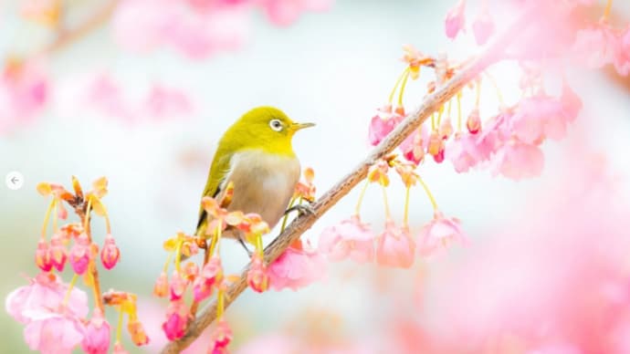 土肥さくらが咲いた