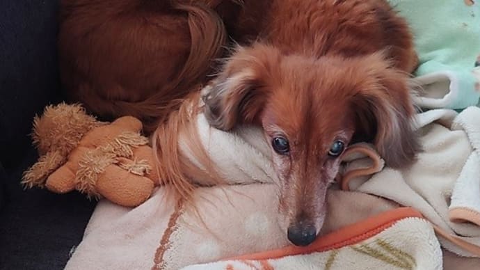 チャロ君、犬ドック健診。