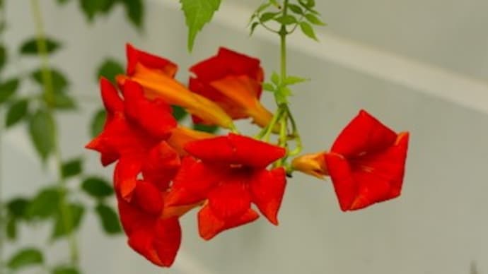 アイノコノウゼンカズラの花と気根