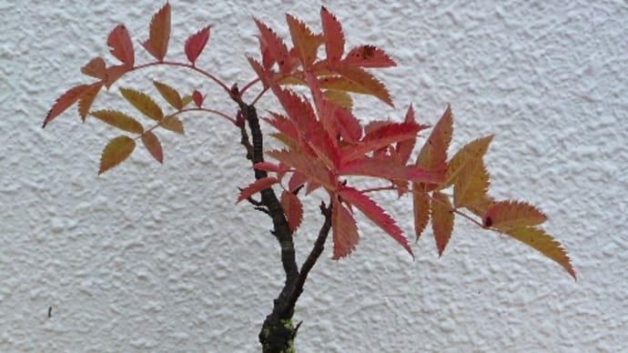 ≪鉢植えのナナカマドが早くも紅葉≫(12年9月)