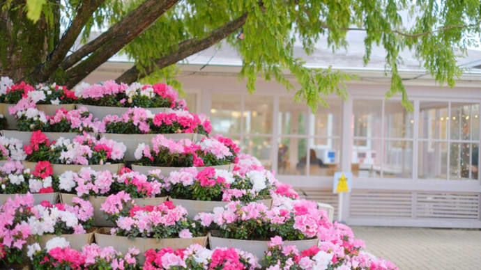 sakeの歩窓から(あしかがフラワーパーク「光の花の庭」)