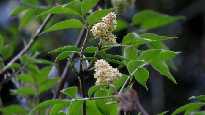 キイチゴの花が咲き始めていました!~宇治川Weekly散歩200315 (2)